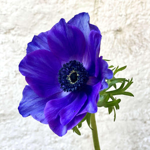 Our guide to winter flowers: The delicate beauty of Anemones - by Cabane - sustainable floral design studio in California